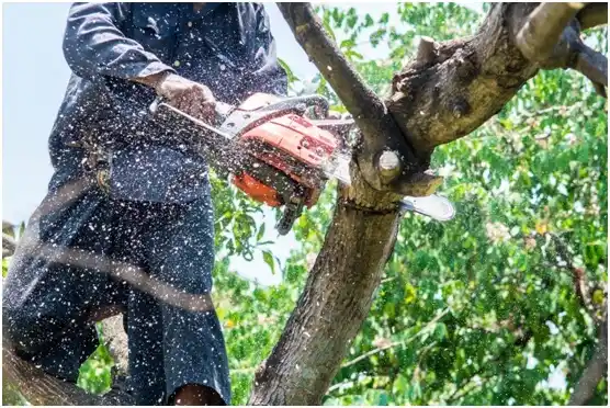 tree services Susquehanna Depot